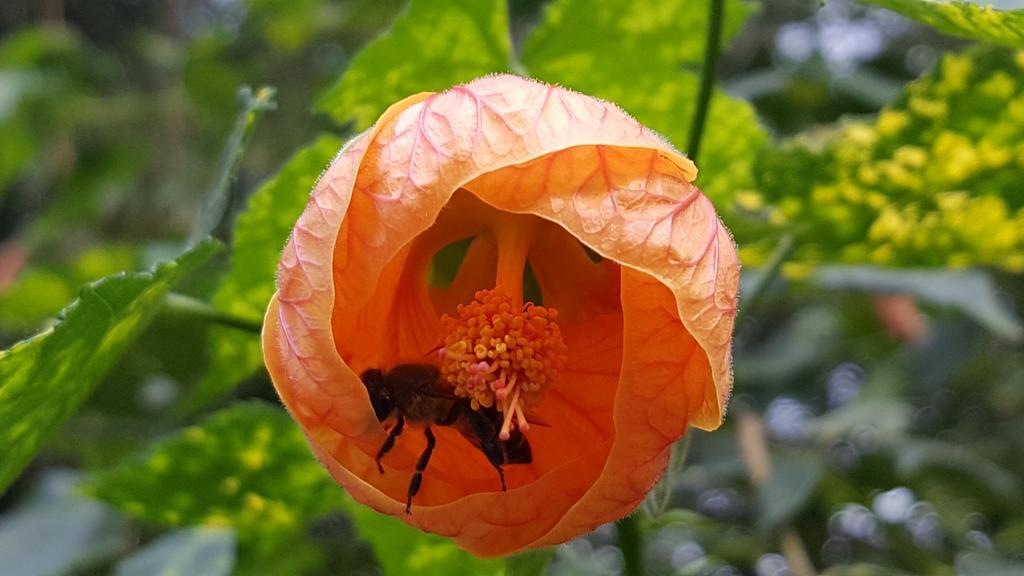 Old Nectar Villa Stellenbosch Dış mekan fotoğraf